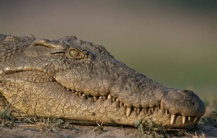 Framed Print : Nilotic Crocodile, Chobe national park Framed Print : Nilotic Crocodile, Chobe national park
