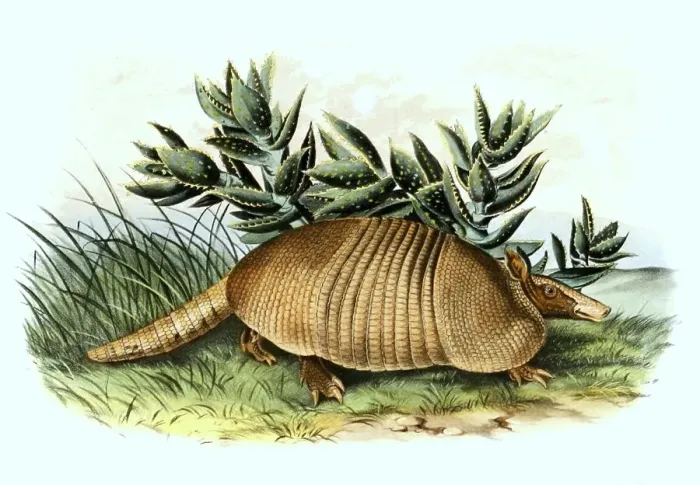 Framed Print : Nine-banded armadillo (Dasypus novemcinctus) Framed Print : Nine-banded armadillo (Dasypus novemcinctus)