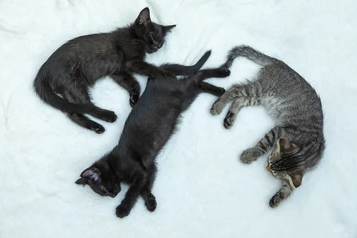 Framed Print : Three nine-week-old kittens sleeping Framed Print : Three nine-week-old kittens sleeping