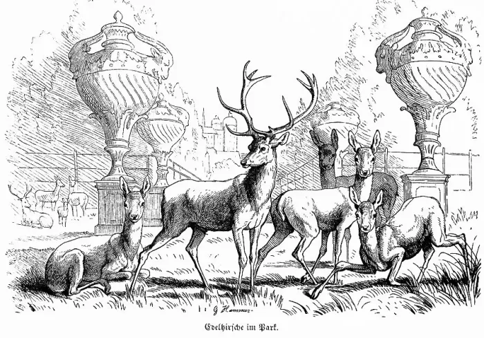 Framed Print : Several noble stags in a park, fallow deer Framed Print : Several noble stags in a park, fallow deer