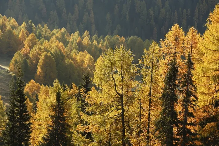 Framed Print : Nockberge Biosphere Reserve, autumnal larch forest