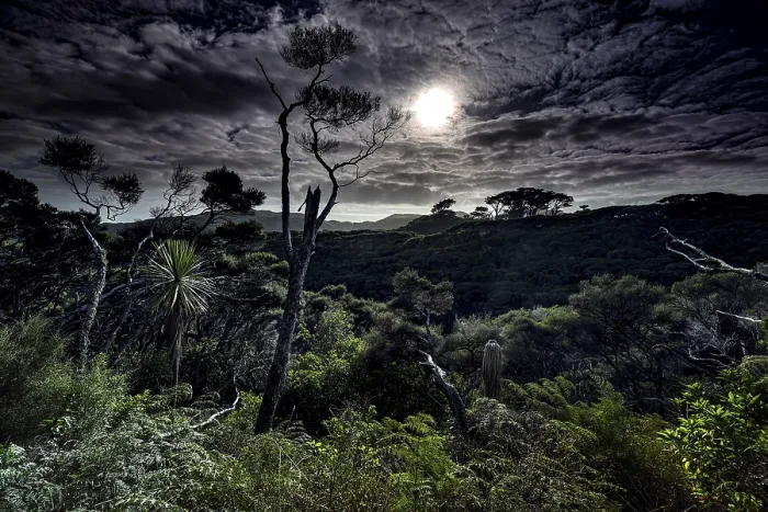 Framed Print : Nocturnal forest landscape with moonlight near Wharariki Beach