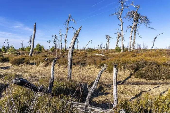 Framed Print : Noir Flohay ghost forest, remnants of a forest fire from 2011 in the High Fens Framed Print : Noir Flohay ghost forest, remnants of a forest fire from 2011 in the High Fens