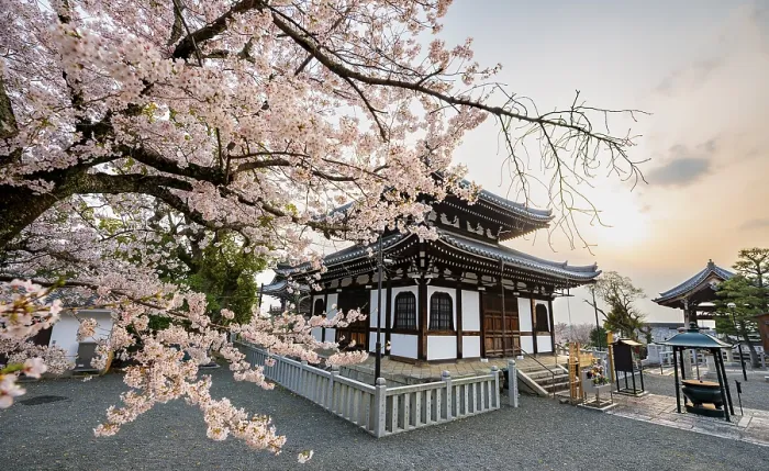 Framed Print : Nokotsudo in evening light with blooming cherry trees