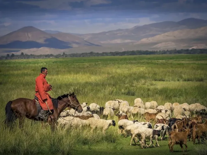 Framed Print : Nomad, rider on horseback with goats and sheep Framed Print : Nomad, rider on horseback with goats and sheep