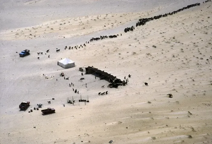 Framed Print : Nomadic cattle breeding with a shade tent for camels, sheep and goats in the desert, Saudi Arabia 1979