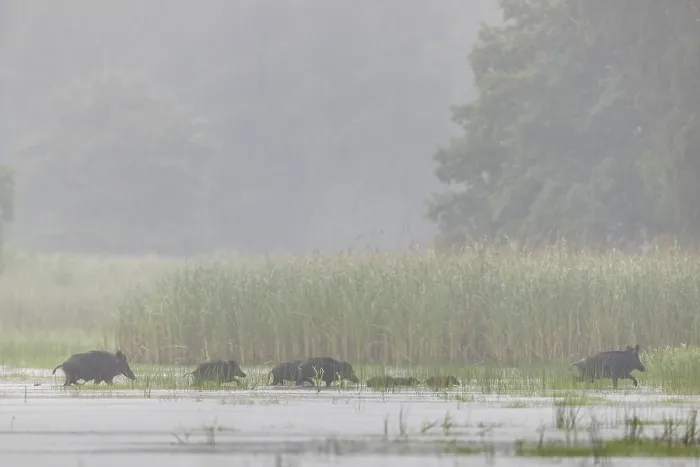 Framed Print : A non-leading wild boar (Sus scrofa) runs ahead