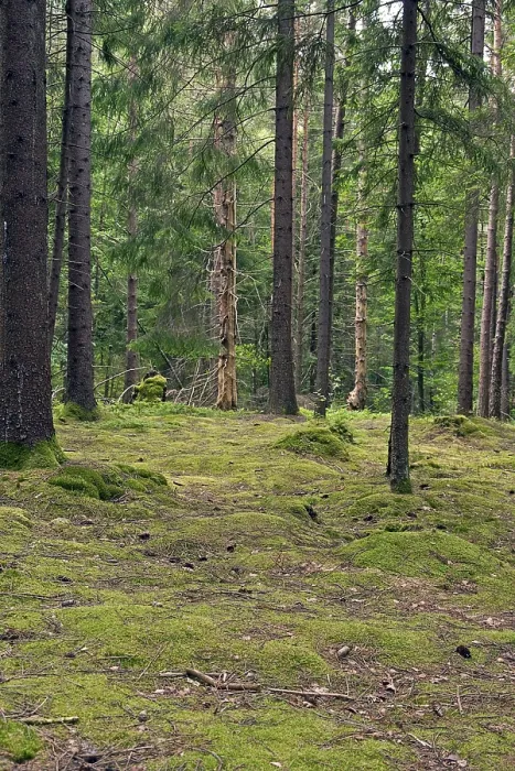 Framed Print : Nordic, boreal coniferous forest Nordic