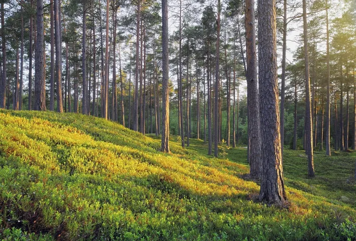 Framed Print : A Nordic Pine Forest in Evening Light