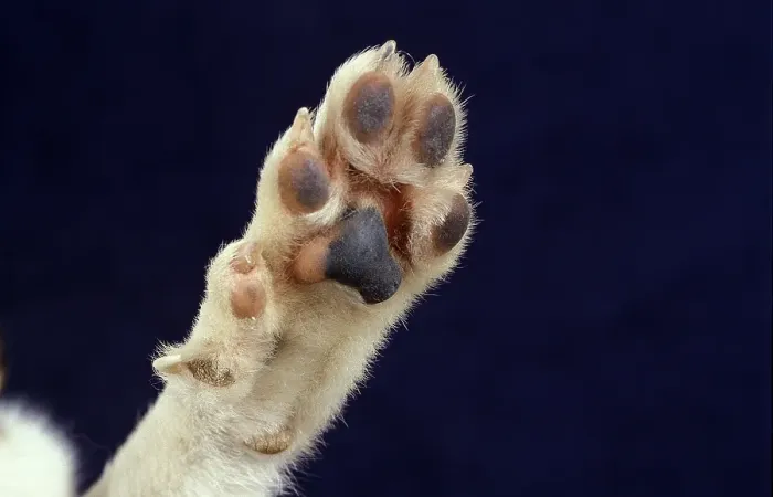Framed Print : NORGEVIAN LUNDEHUND POINTED, CLOSE-UP OF A PAW Framed Print : NORGEVIAN LUNDEHUND POINTED, CLOSE-UP OF A PAW