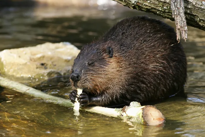 Framed Print : North American Beaver (Castor canadensis)