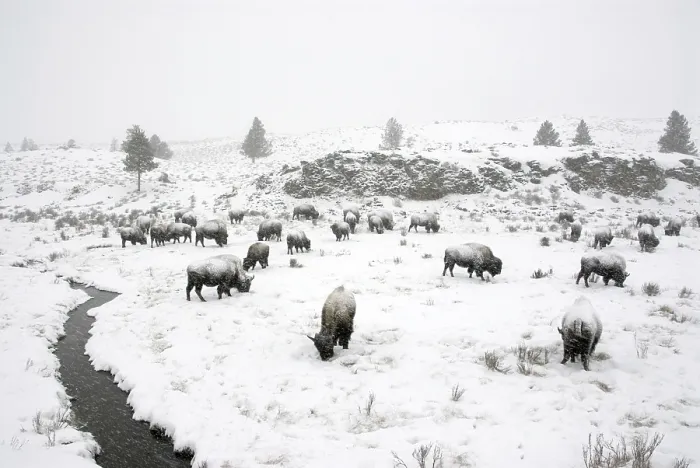 Framed Print : North American Bison (Bison bison) herd in snowstorm