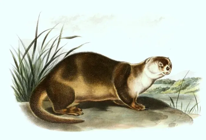 Framed Print : North American otter (Lontra canadensis)