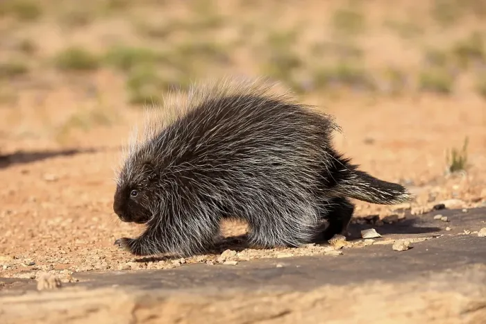 Framed Print : North American Porcupine (Erethizon dorsatum), adult, walking, captive, Colorado Plateau, Utah, United States, North America Framed Print : North American Porcupine (Erethizon dorsatum), adult, walking, captive, Colorado Plateau, Utah, United States, North America