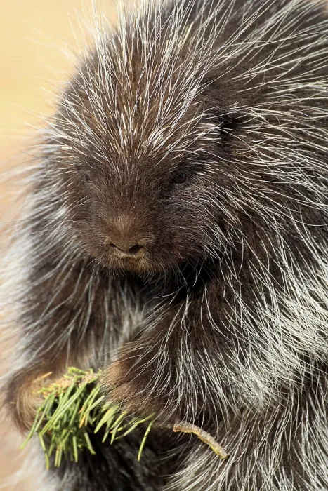 Framed Print : North american porcupine (Erethizon dorsatum) Framed Print : North american porcupine (Erethizon dorsatum)