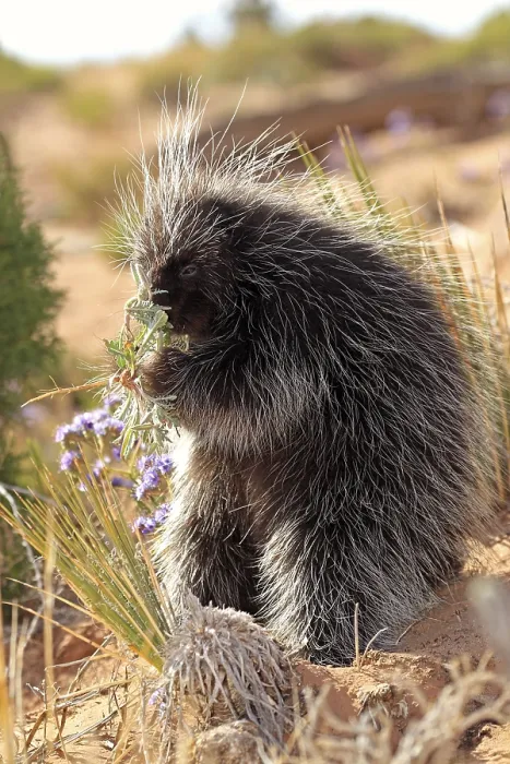 Framed Print : North american porcupine (Erethizon dorsatum)