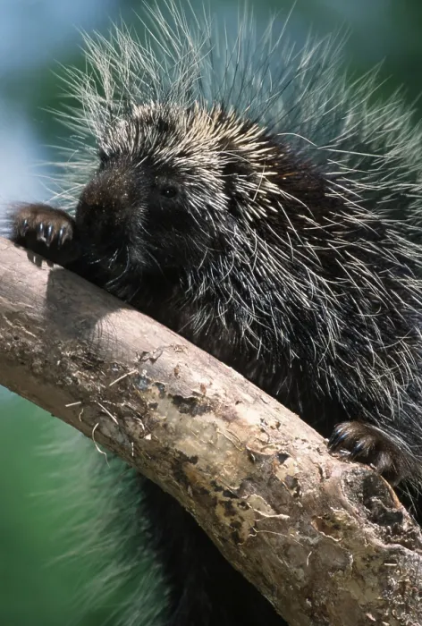 Framed Print : North American Porcupine (Erethizon dorsatum)