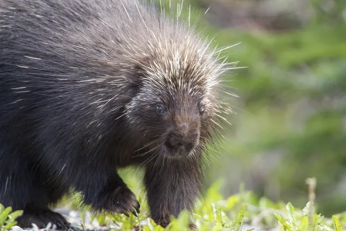 Framed Print : North american porcupine (Erethizon dorsatum) watching Framed Print : North american porcupine (Erethizon dorsatum) watching
