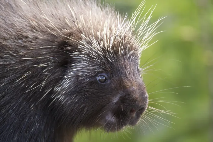 Framed Print : North american porcupine (Erethizon dorsatum) watching