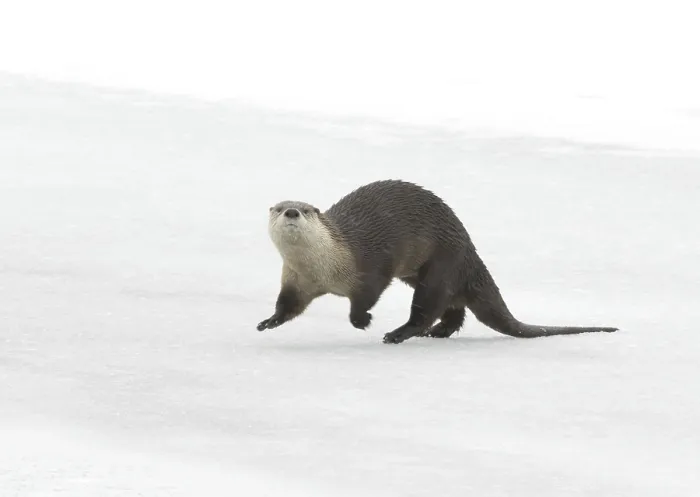 Framed Print : North American River Otter (Lontra canadensis) adult