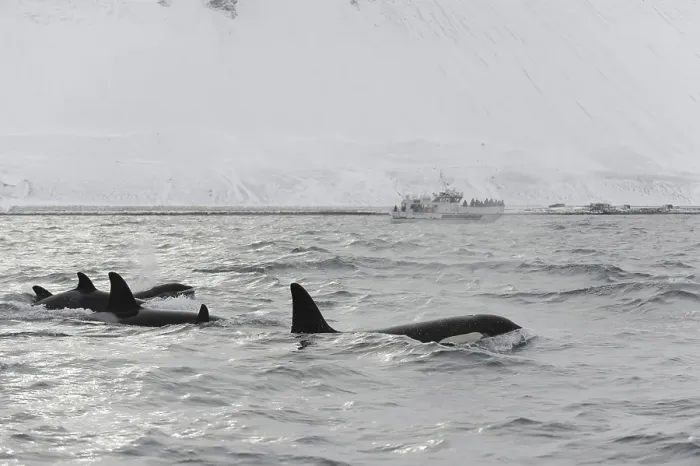 Framed Print : North Atlantic Killer Whale (Orcinus orca) pod
