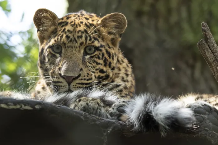 Framed Print : North china leopard (Panthera pardus japonensis)