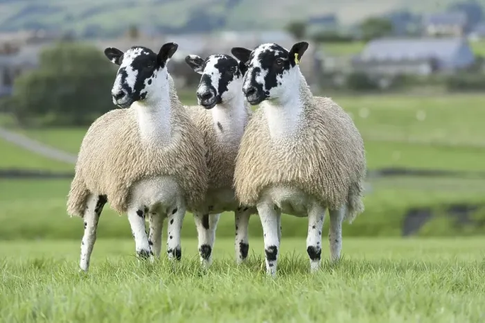 Framed Print : North of England mule gimmer lambs ready for autumn sales Framed Print : North of England mule gimmer lambs ready for autumn sales