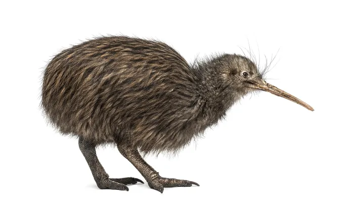 Framed Print : North Island Brown Kiwi, Apteryx mantelli