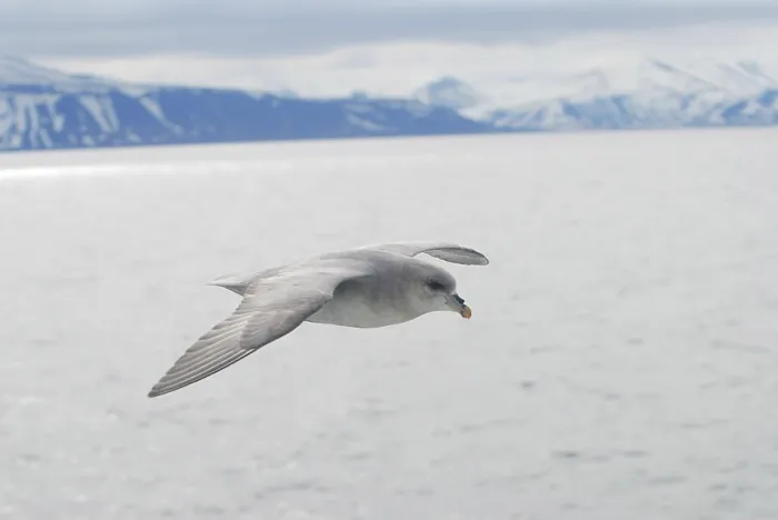 Framed Print : Northern arctic fulmar bird gliding over the arctic sea Framed Print : Northern arctic fulmar bird gliding over the arctic sea
