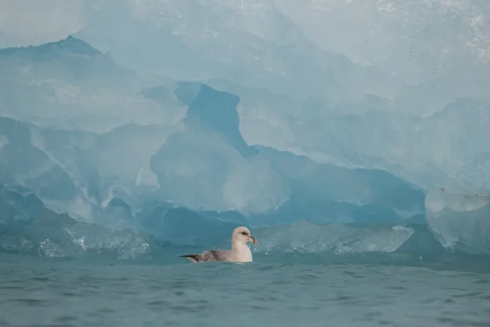 Framed Print : Northern or Arctic fulmar (Fulmarus glacialis)
