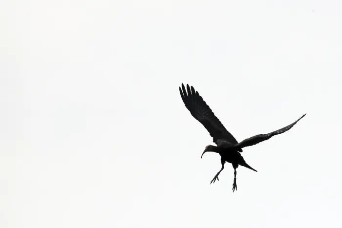 Framed Print : Northern Bald Ibis (Geronticus eremita) Framed Print : Northern Bald Ibis (Geronticus eremita)