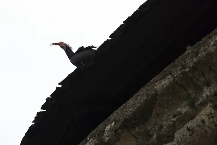 Framed Print : Northern bald ibis (Geronticus eremita)