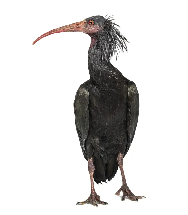 Framed Print : Northern Bald Ibis, Geronticus eremita Framed Print : Northern Bald Ibis, Geronticus eremita