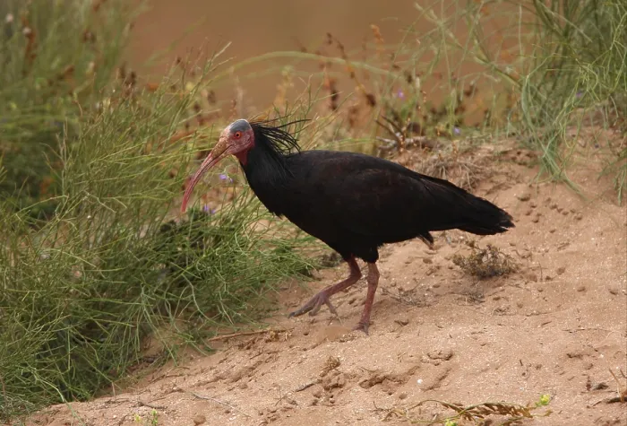 Framed Print : Northern Bald Ibis (Geronticus eremita) adult