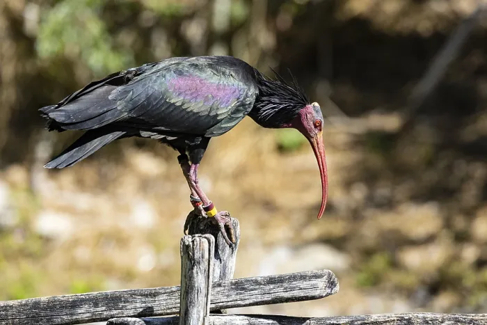 Framed Print : Northern Bald Ibis (Geronticus eremita) Captive Germany Framed Print : Northern Bald Ibis (Geronticus eremita) Captive Germany