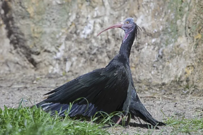 Framed Print : Northern bald ibis, Hermit ibis Framed Print : Northern bald ibis, Hermit ibis