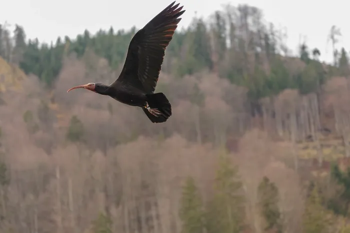 Framed Print : A Northern Bald Ibis, Hermit Ibis (Geronticus eremita) in flight in natural surroundings