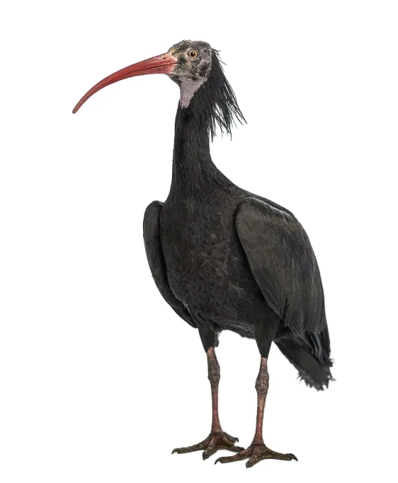 Framed Print : Northern Bald Ibis standing, Geronticus eremita Framed Print : Northern Bald Ibis standing, Geronticus eremita