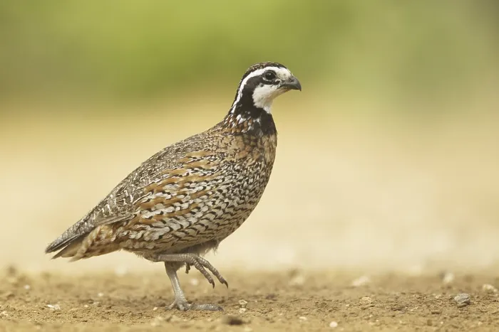Framed Print : Northern Bobwhite (Colinus virginianus)