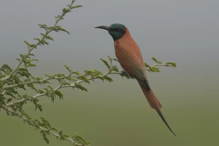 Framed Print : Northern Carmine Bee-eater (Merops nubicus) Framed Print : Northern Carmine Bee-eater (Merops nubicus)