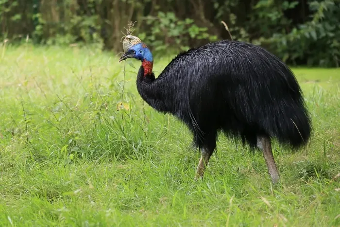 Framed Print : Northern cassowary (Casuarius unappendiculatus) Framed Print : Northern cassowary (Casuarius unappendiculatus)