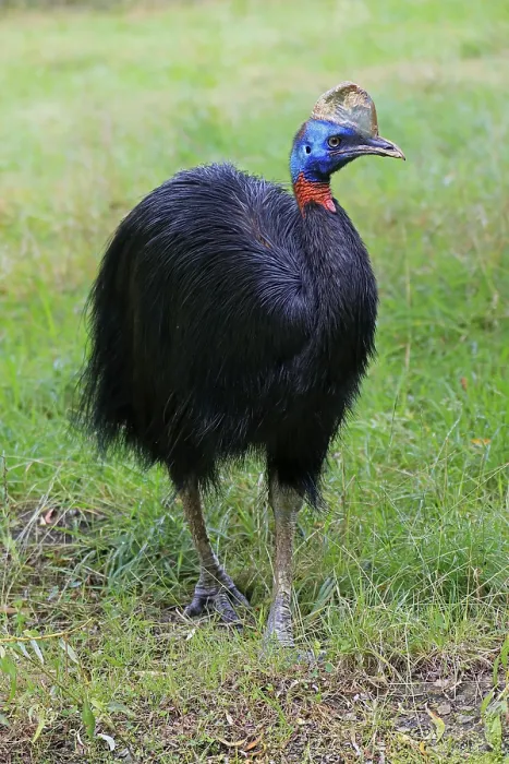 Framed Print : Northern cassowary (Casuarius unappendiculatus)