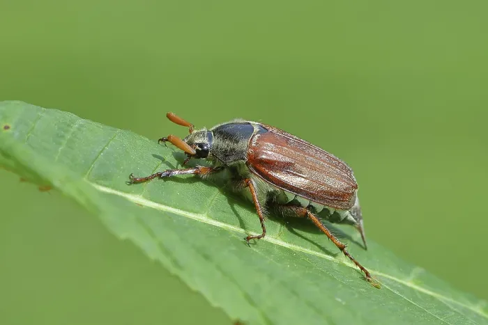 Framed Print : Northern cockchafer (Melolontha hippocastani)