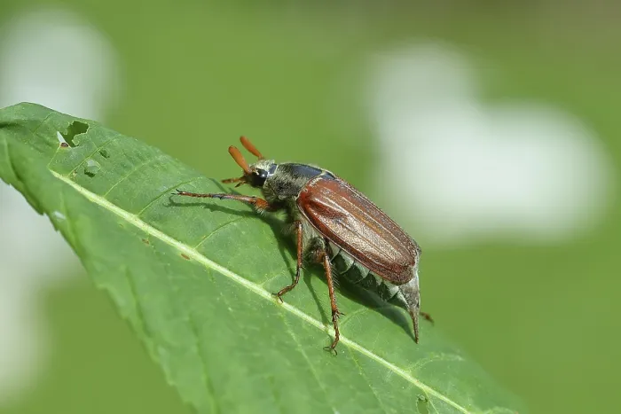 Framed Print : Northern cockchafer (Melolontha hippocastani)