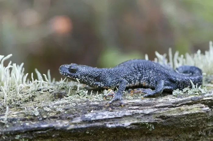 Framed Print : Northern crested newt (Triturus cristatus)