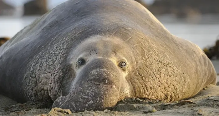 Framed Print : Northern Elephant Seal (Mirounga angustirostris) Framed Print : Northern Elephant Seal (Mirounga angustirostris)