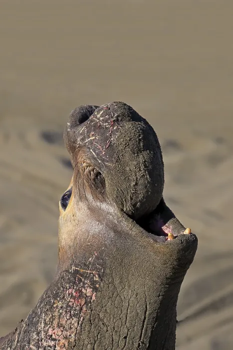 Framed Print : Northern Elephant Seal (Mirounga angustirostris)