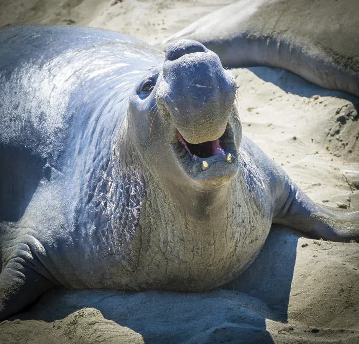 Framed Print : Northern Elephant Seal (Mirounga angustirostris) with threatening gesture Framed Print : Northern Elephant Seal (Mirounga angustirostris) with threatening gesture