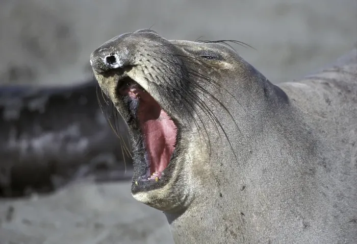 Framed Print : Northern Elephant Seal (Mirounga angustirostris) yawning Framed Print : Northern Elephant Seal (Mirounga angustirostris) yawning