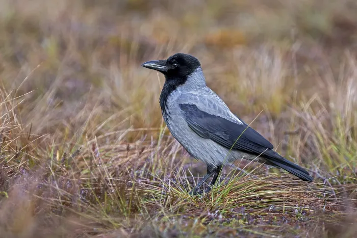 Framed Print : Northern European hooded crow (Corvus cornix cornix)